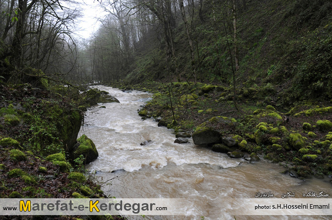 جنگل های تنکابن جنگل های تنکابن