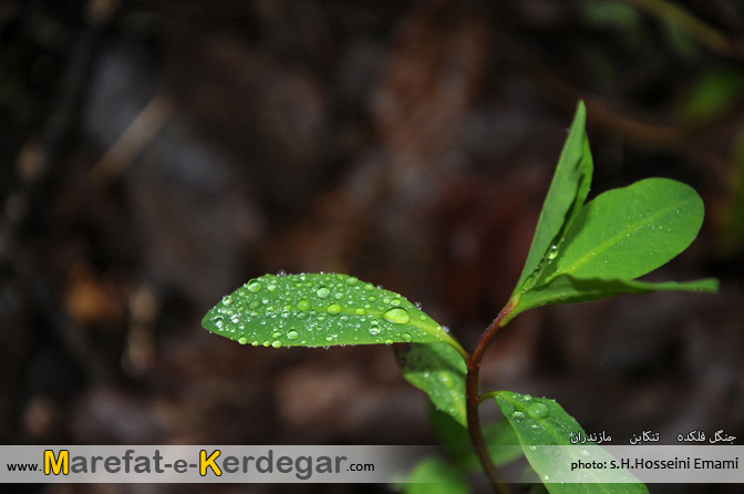 جنگل فلکده جنگل فلکده