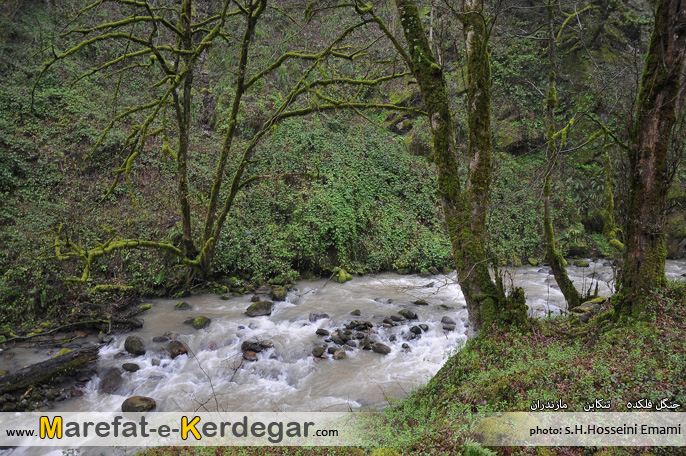 جنگل فلکده جنگل فلکده