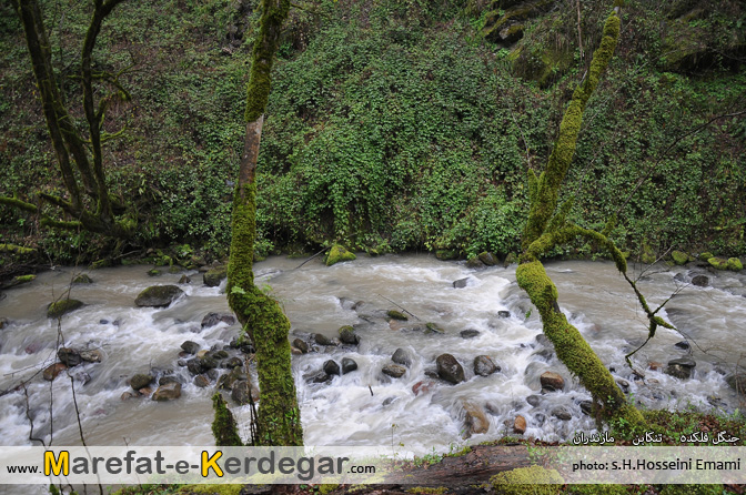 جنگل فلکده جنگل فلکده