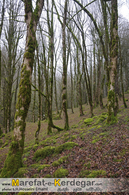 طبیعت تنکابن طبیعت تنکابن