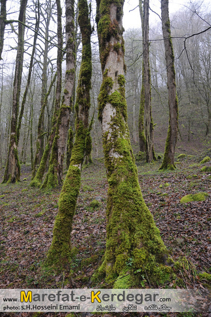 جاذب های طبیعی تنکابن جاذب های طبیعی تنکابن