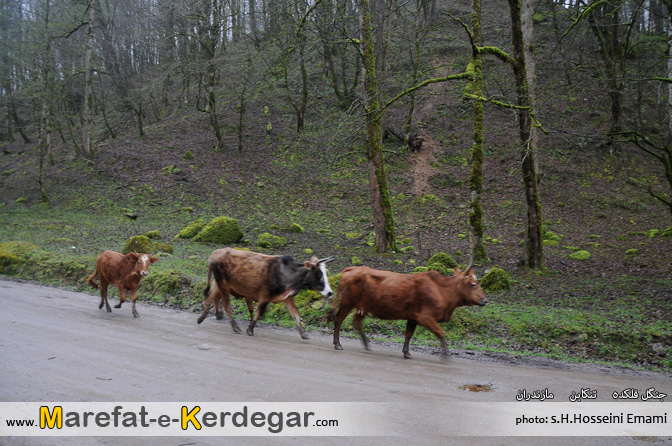 اماکن توریستی تنکابن اماکن توریستی تنکابن