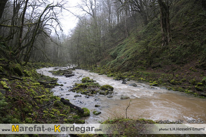 جاذب های طبیعی تنکابن جاذب های طبیعی تنکابن