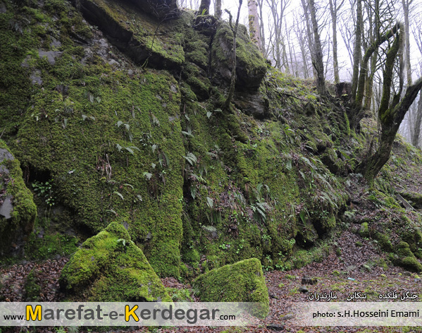 جنگل های تنکابن جنگل های تنکابن