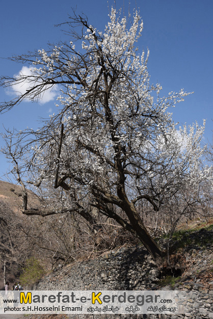 عکاسی در ازغد عکاسی در ازغد