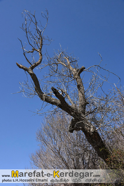 باغات روستای ازغد