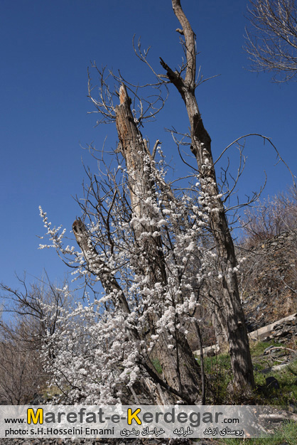 باغات روستای ازغد