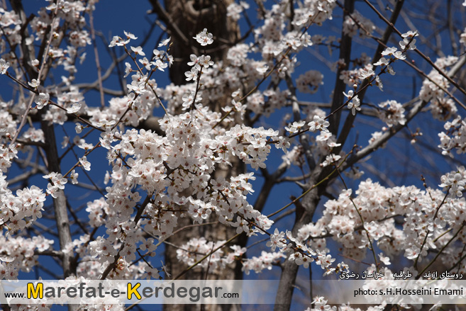 شکوفه های درخت گیلاس شکوفه های درخت گیلاس