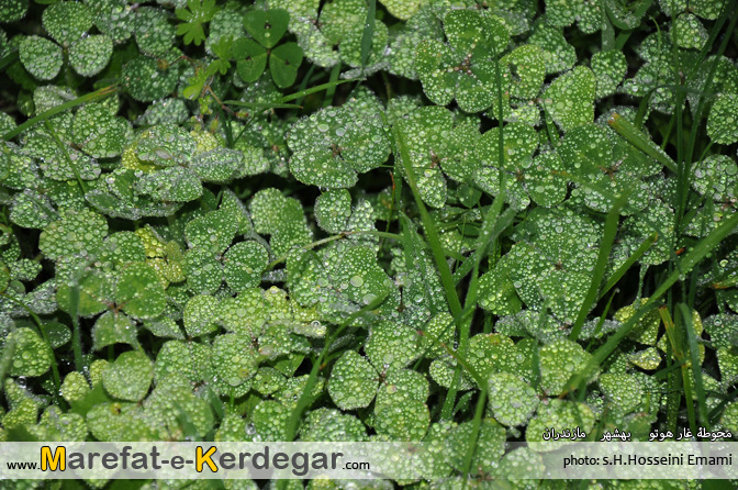 روستای شهیدآباد بهشهر روستای شهیدآباد بهشهر