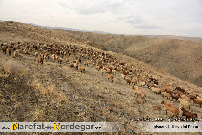 گله های طرقبه گله های طرقبه