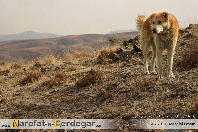 سگ گله سگ گله