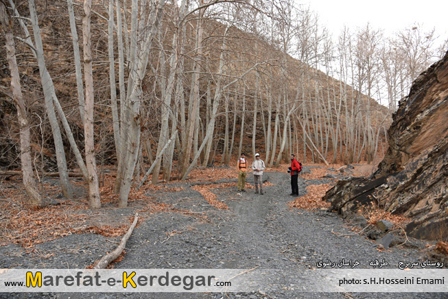 جنگل سربرج جنگل سربرج