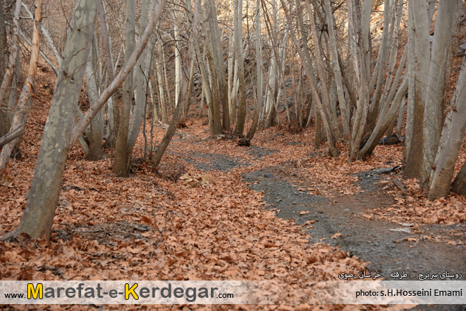 جنگل روستای سربرج جنگل روستای سربرج