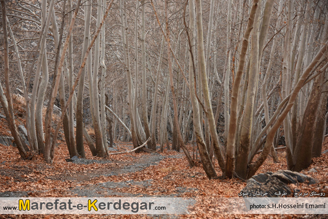 طبیعت روستای سربرج طبیعت روستای سربرج