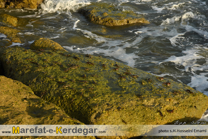 خرچنگ دریایی خرچنگ دریایی