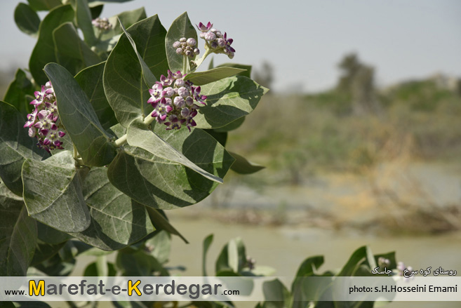 سد های جاسک سد های جاسک