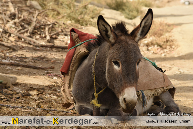 الاغی در روستا الاغی در روستا