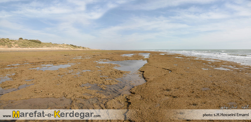 دیدنی های گناوه دیدنی های گناوه