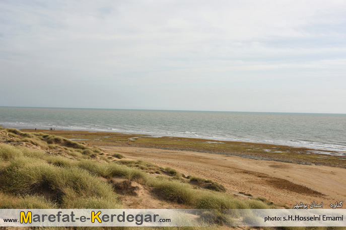 ساحل مرجانی بندر گناوه ساحل مرجانی بندر گناوه