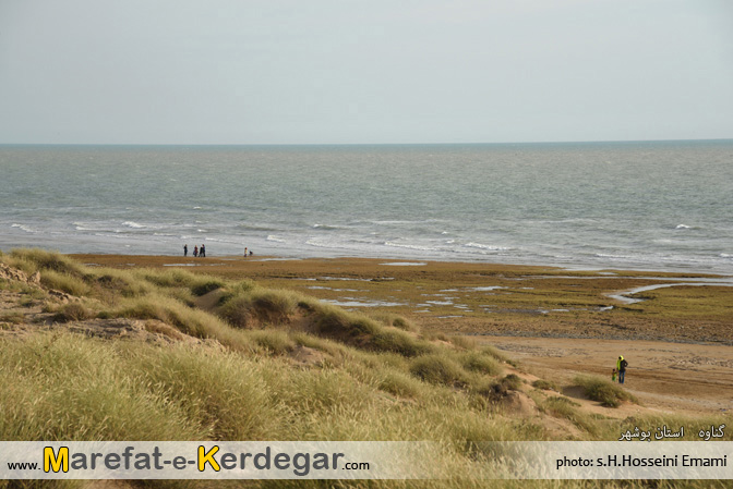 ساحل مرجانی استان بوشهر ساحل مرجانی استان بوشهر