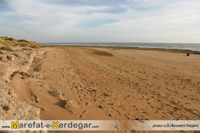 دیدنی های بندر گناوه دیدنی های بندر گناوه