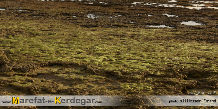 ساحل سبز گناوه ساحل سبز گناوه