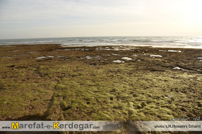 ساحل سبز بندر گناوه ساحل سبز بندر گناوه