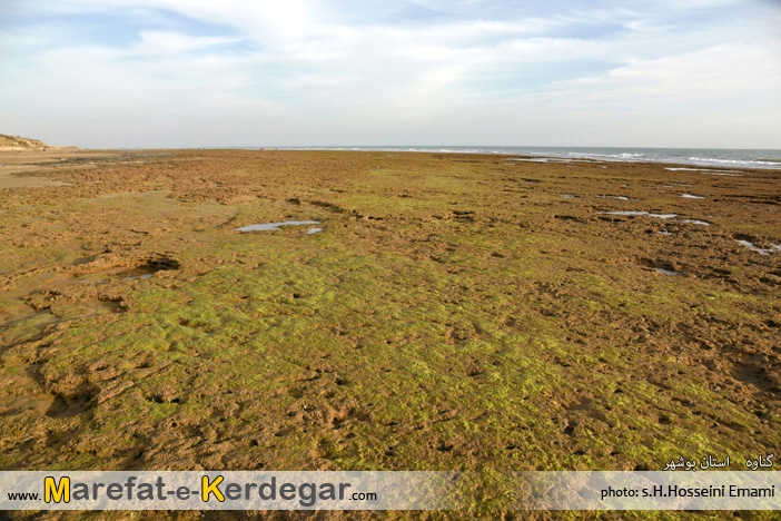 ساحل سبز استان بوشهر ساحل سبز استان بوشهر