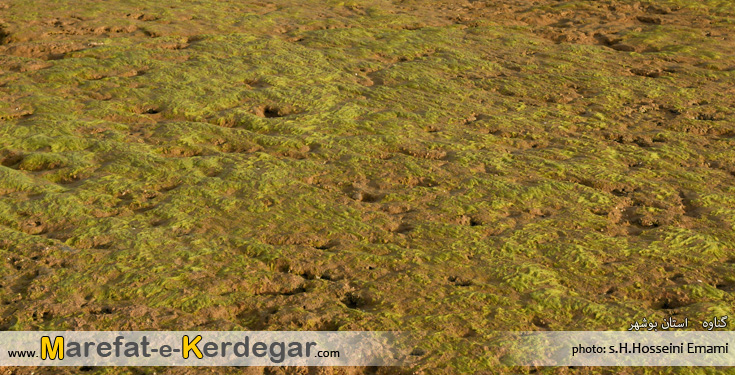 ساحل سبز ایران ساحل سبز ایران