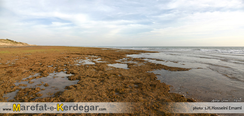 سواحل سبز ایران سواحل سبز ایران