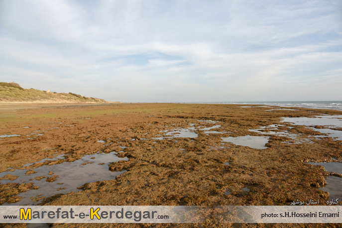 سواحل سبز استان بوشهر سواحل سبز استان بوشهر