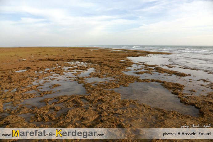 سواحل سبز بندر گناوه سواحل سبز بندر گناوه