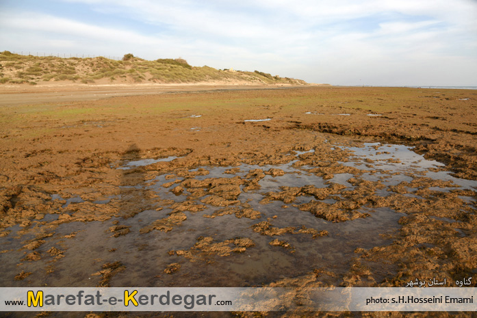 سواحل سبز گناوه سواحل سبز گناوه