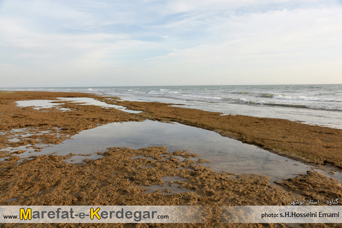 سواحل سبز گناوه سواحل سبز گناوه