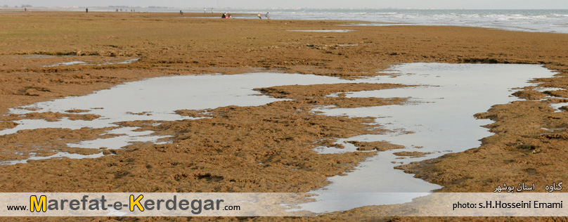 جاذبه های طبیعی گناوه جاذبه های طبیعی گناوه