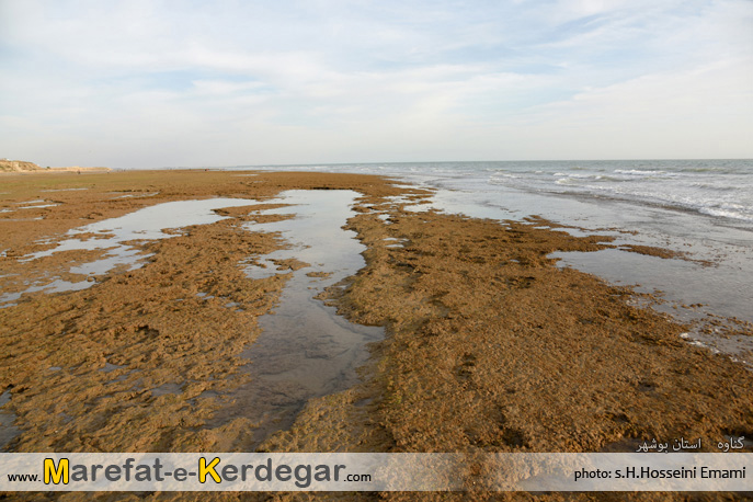 جاذبه های طبیعی گناوه جاذبه های طبیعی گناوه