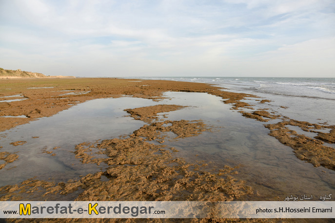 جاذبه های طبیعی بندر گناوه جاذبه های طبیعی بندر گناوه