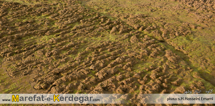 جاذبه های گردشگری استان بوشهر جاذبه های گردشگری استان بوشهر