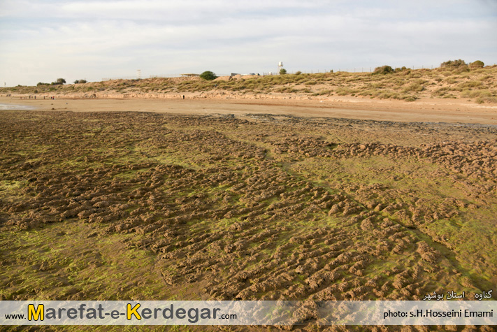 جاذبه های گردشگری بندر گناوه جاذبه های گردشگری بندر گناوه