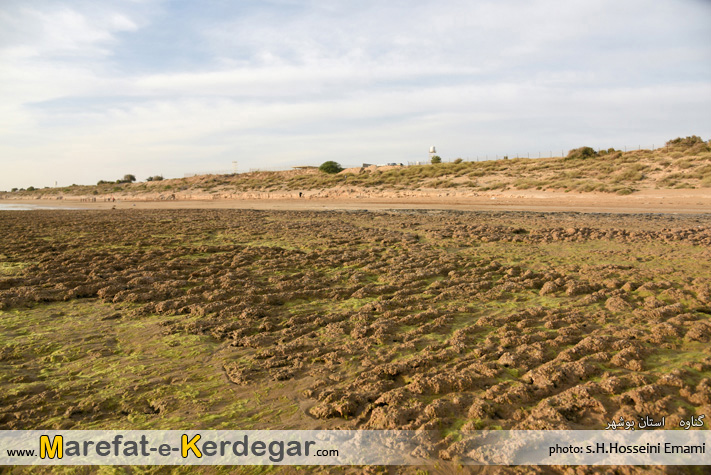 جاذبه های گردشگری گناوه جاذبه های گردشگری گناوه