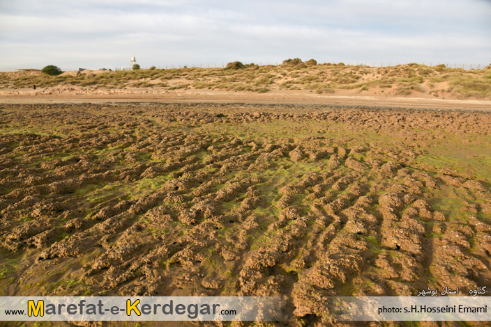 اماکن گردشگری گناوه اماکن گردشگری گناوه