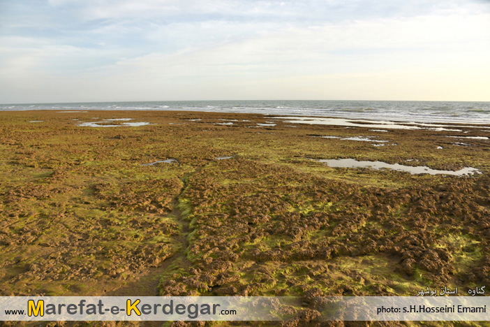 اماکن گردشگری گناوه اماکن گردشگری گناوه