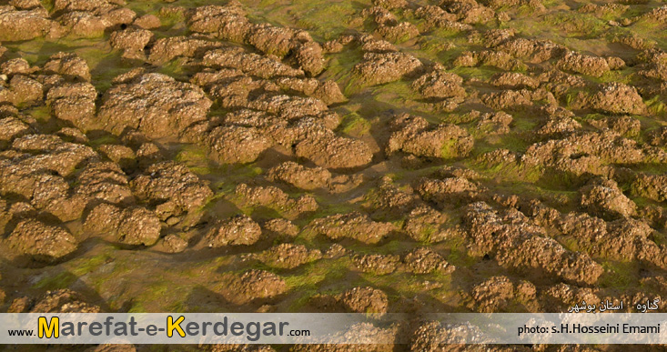 اماکن گردشگری بندر گناوه اماکن گردشگری بندر گناوه