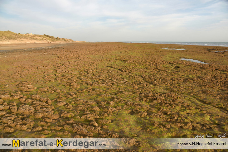 اماکن گردشگری استان بوشهر اماکن گردشگری استان بوشهر