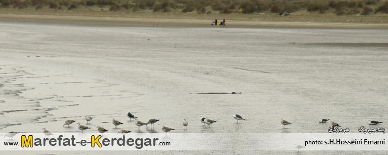 پرندگان مهاجر پرندگان مهاجر