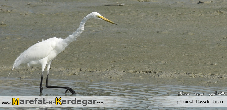 پرندگان تالاب پرندگان تالاب