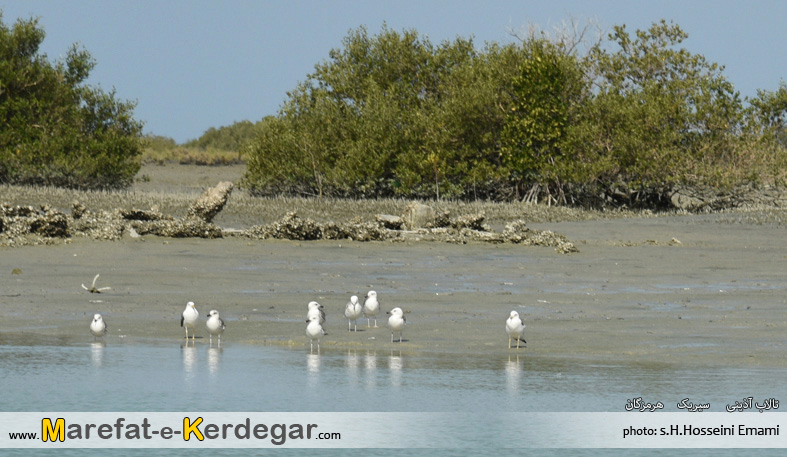 جاذبه های گردشگری سیریک جاذبه های گردشگری سیریک