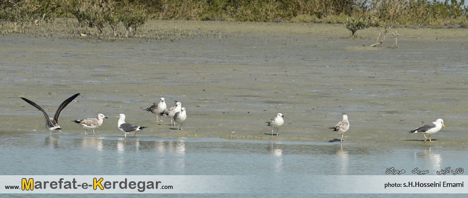 عکاسی از سیریک عکاسی از سیریک