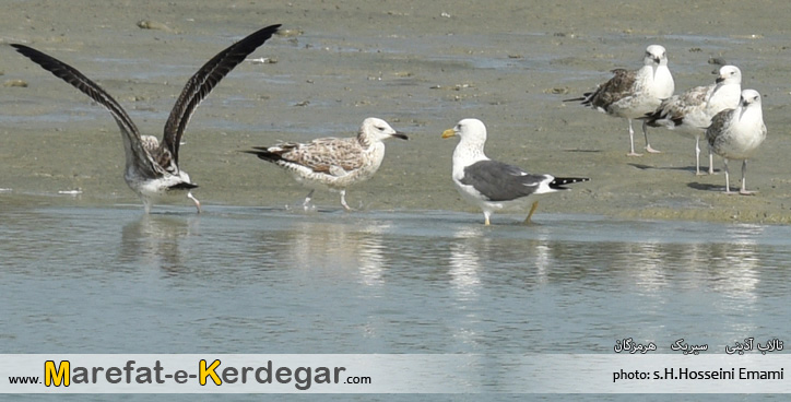 تصاویر طبیعت سیریک تصاویر طبیعت سیریک